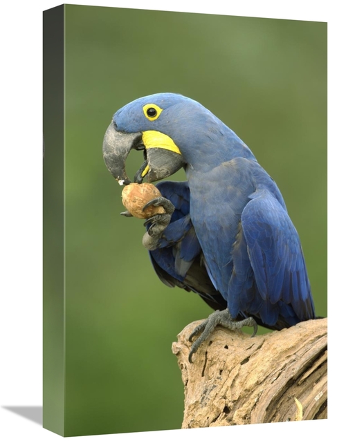 Global Gallery GCS-453148-1218-142 12 x 18 in. Hyacinth Macaw in Cerra