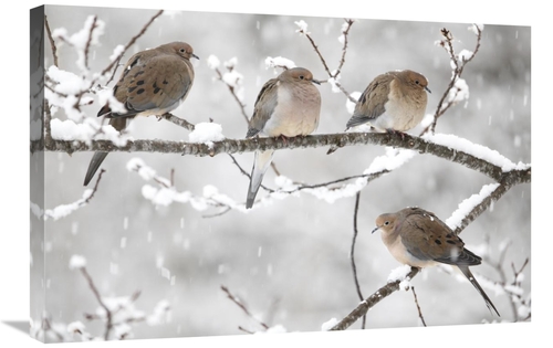 Global Gallery GCS-397600-2030-142 20 x 30 in. Mourning Dove Group in 