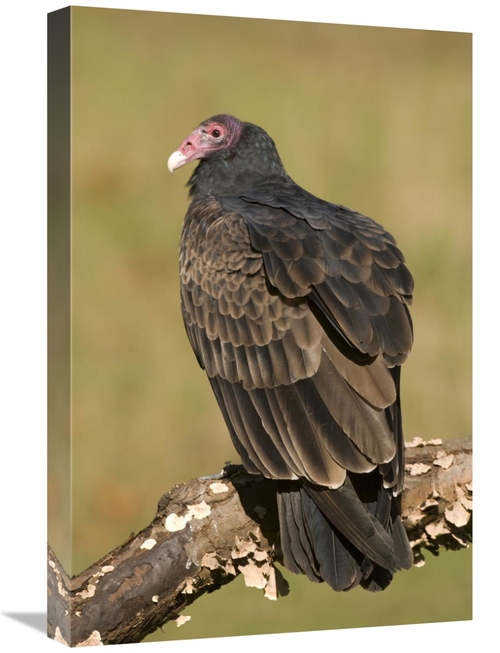 Global Gallery GCS-397331-1624-142 16 x 24 in. Turkey Vulture, How