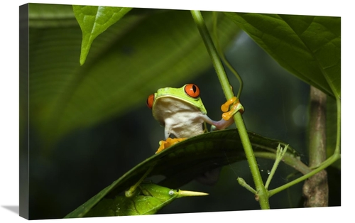 Global Gallery GCS-452674-2030-142 20 x 30 in. Red-Eyed Tree Frog on L