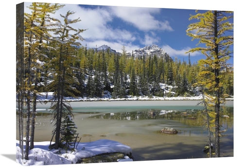 Global Gallery GCS-397087-1824-142 18 x 24 in. Boreal Forest in Light 