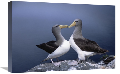 Global Gallery GCS-451778-1624-142 16 x 24 in. Chatham Albatross Court