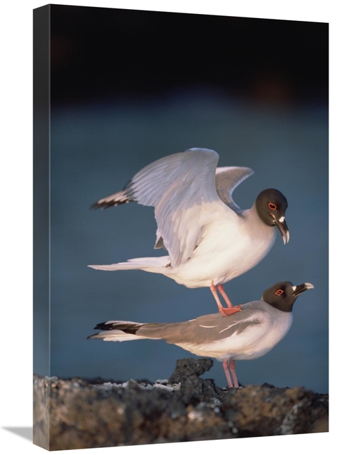 Global Gallery GCS-451518-1624-142 16 x 24 in. Swallow-Tailed Gull Pai