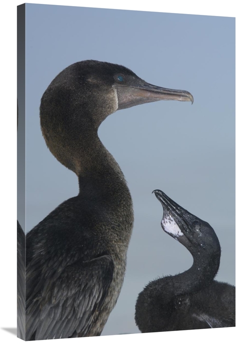 24 x 36 in. Flightless Cormorant At Nest with Chick, Galapagos Isl