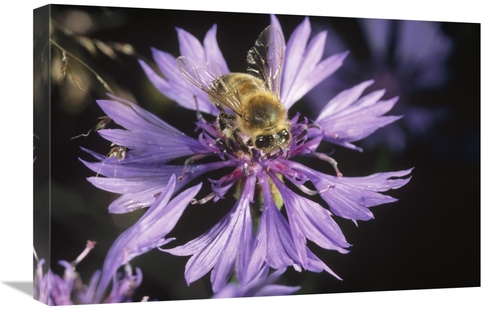 Global Gallery GCS-452340-1624-142 16 x 24 in. Honey Bee Collecting Po