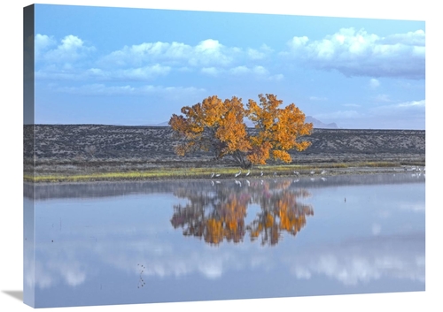 Global Gallery GCS-397115-2432-142 24 x 32 in. Cottonwood & Cranes&#44