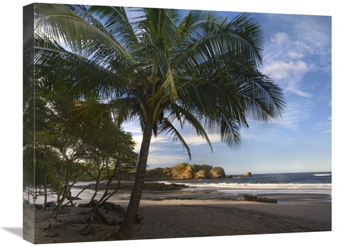 Global Gallery GCS-396125-1824-142 18 x 24 in. Palm Trees Line Pelada 
