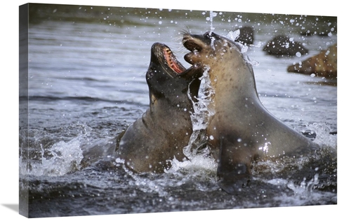 Global Gallery GCS-451582-2030-142 20 x 30 in. Hookers Sea Lion Cow Sp