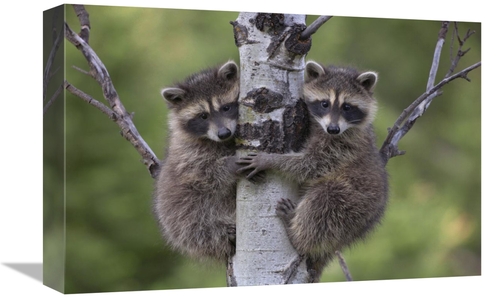 Global Gallery GCS-396250-1218-142 12 x 18 in. Raccoon Two Babies Clim