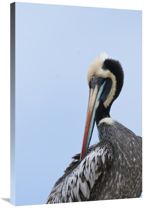 Global Gallery GCS-453654-2436-142 24 x 36 in. Peruvian Pelican in Bre
