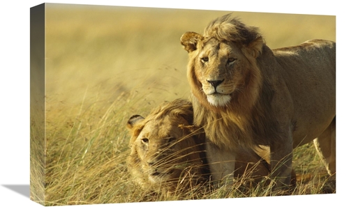 Global Gallery GCS-452764-1218-142 12 x 18 in. African Lion, Juven
