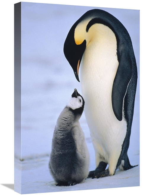 Global Gallery GCS-452392-1624-142 16 x 24 in. Emperor Penguin Adult w