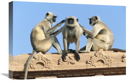 Global Gallery GCS-398101-1624-142 16 x 24 in. Hanuman Langur Three on