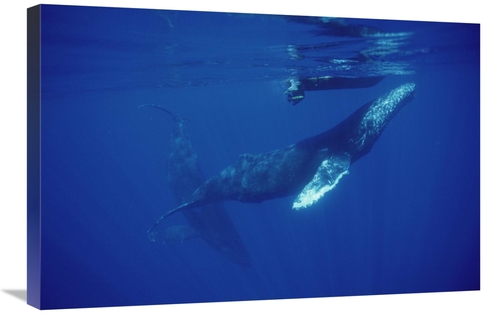 Global Gallery GCS-451002-2030-142 20 x 30 in. Humpback Whale Friendly