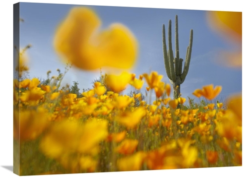 Global Gallery GCS-395953-2432-142 24 x 32 in. Saguaro Cactus & Califo