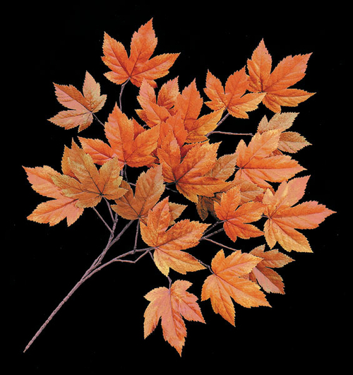 Autograph Foliages PR-8982 29 in. Fr Sycamore Branch