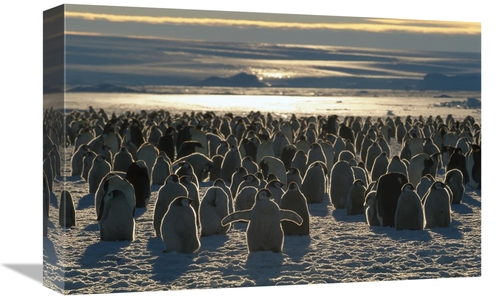 Global Gallery GCS-397943-1218-142 12 x 18 in. Emperor Penguin Colony&