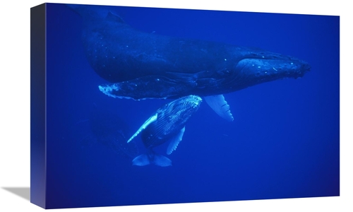 Global Gallery GCS-450789-1218-142 12 x 18 in. Humpback Whale Cow & Ca