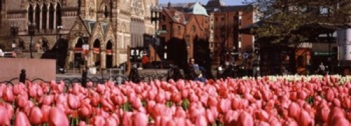 Panoramic Images PPI114536L Tulips in a garden with Old South Church i