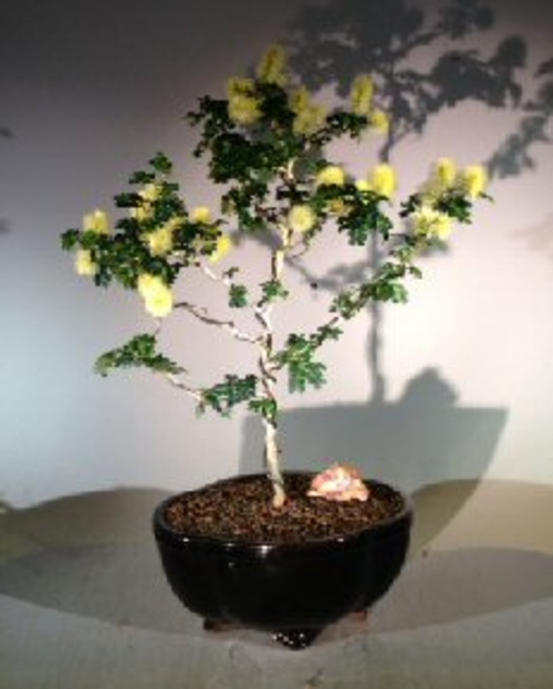 Flowering Texas Ebony (Pithecolobium Flexicaule)