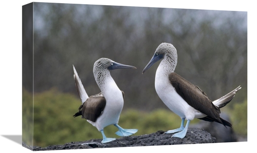 Global Gallery GCS-451379-1218-142 12 x 18 in. Blue-Footed Booby Pair 