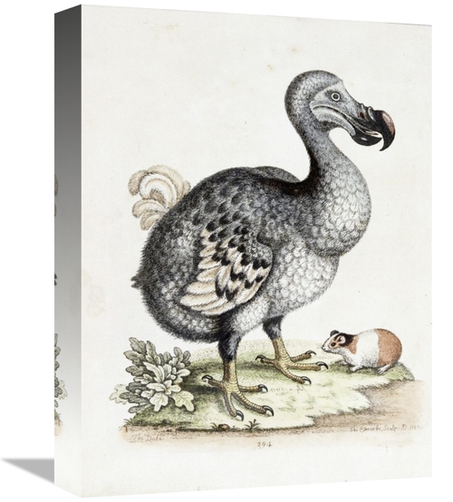 Global Gallery GCS-268345-16-142 16 in. The Dodo Art Print - Frederick