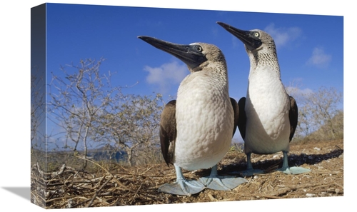 Global Gallery GCS-451292-1218-142 12 x 18 in. Blue-Footed Booby Court