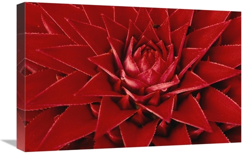 Global Gallery GCS-398569-1624-142 16 x 24 in. Pingwing Bromeliad Enor