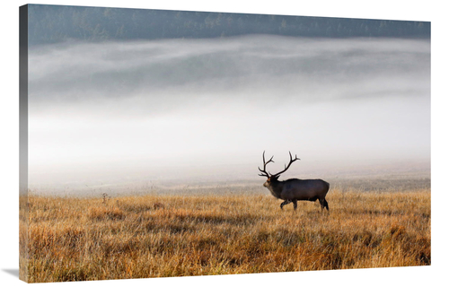 Global Gallery GCS-486453-40-142 40 in. Foggy Morning Art Print - Vic 
