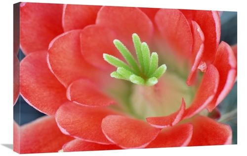 Global Gallery GCS-396007-2030-142 20 x 30 in. Claret Cup Cactus Flowe