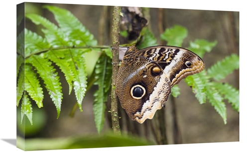 Global Gallery GCS-452685-1624-142 16 x 24 in. Atreus Owl Portrait&#44