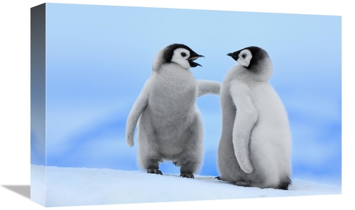 Global Gallery GCS-398275-1218-142 12 x 18 in. Emperor Penguin Pair&#4