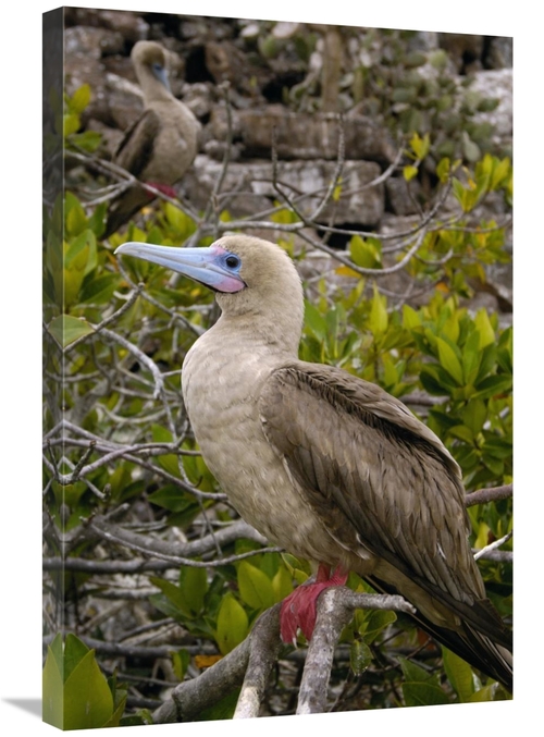 Global Gallery GCS-453102-2030-142 20 x 30 in. Red-Footed Booby, T
