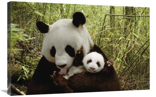 Global Gallery GCS-395898-2436-142 24 x 36 in. Giant Panda Gongzhu & C