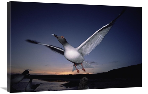 Global Gallery GCS-451514-2436-142 24 x 36 in. Swallow-Tailed Gull Dep