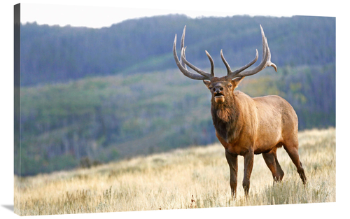 Global Gallery GCS-486448-44-142 44 in. Bull Elk Calling Art Print - V