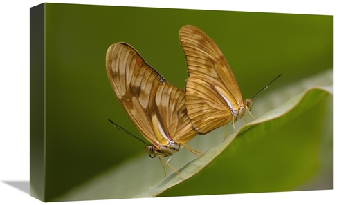 Global Gallery GCS-453091-1218-142 12 x 18 in. Julia Butterfly Pair Ma