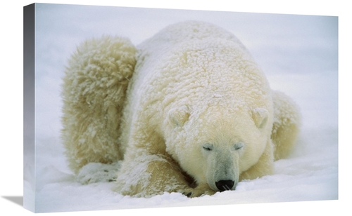 Global Gallery GCS-452510-1624-142 16 x 24 in. Polar Bear Sleeping in 