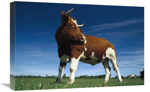 Global Gallery GCS-453363-1624-142 16 x 24 in. Cow Standing in Field&#