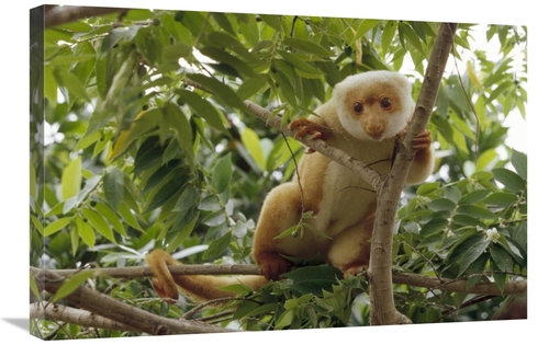 Global Gallery GCS-452401-2030-142 20 x 30 in. Spotted Cuscus Portrait