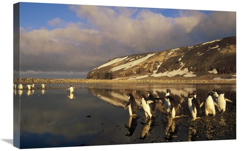 Global Gallery GCS-451258-2030-142 20 x 30 in. Adelie Penguin Group Co