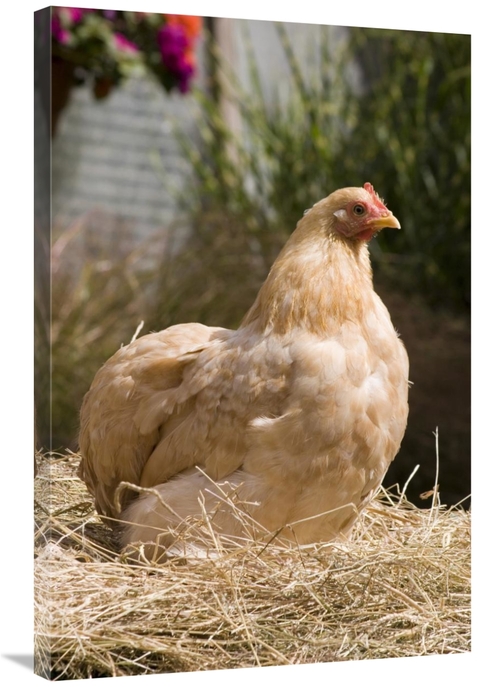 Global Gallery GCS-397444-2436-142 24 x 36 in. Domestic Chicken, L