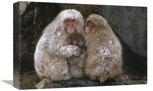 Global Gallery GCS-398501-1218-142 12 x 18 in. Japanese Macaque Family