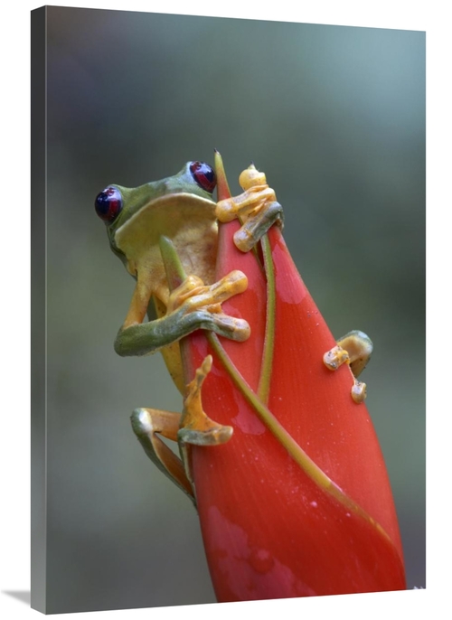 Global Gallery GCS-396167-2436-142 24 x 36 in. Gliding Leaf Frog on He