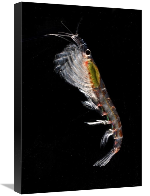 Global Gallery GCS-453560-1624-142 16 x 24 in. Antarctic Krill, An