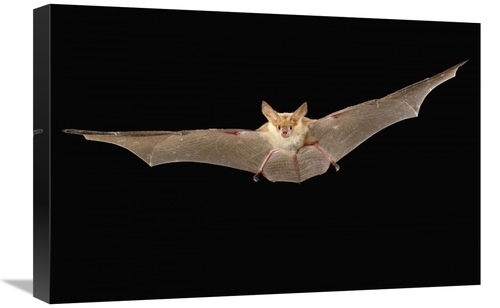 Global Gallery GCS-395701-1624-142 16 x 24 in. Pallid Bat Flying at Ni