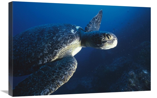 Global Gallery GCS-451244-2030-142 20 x 30 in. Green Sea Turtle, C