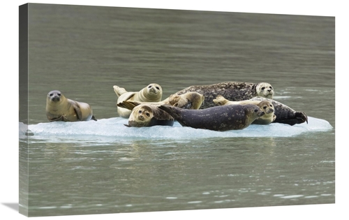 Global Gallery GCS-453618-2030-142 20 x 30 in. Harbor Seal Group on Ic