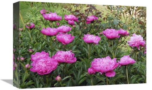 Global Gallery GCS-398320-1218-142 12 x 18 in. Peony Flowers Art Print