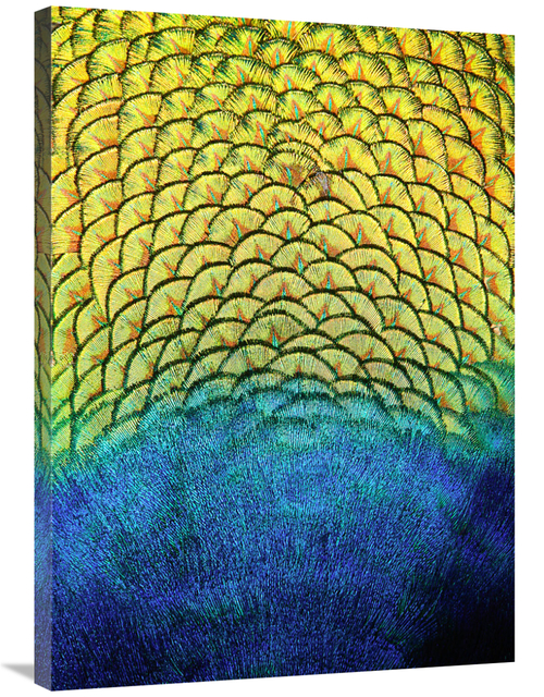 Global Gallery GCS-486421-36-142 36 in. Peacock Feathers Art Print - V